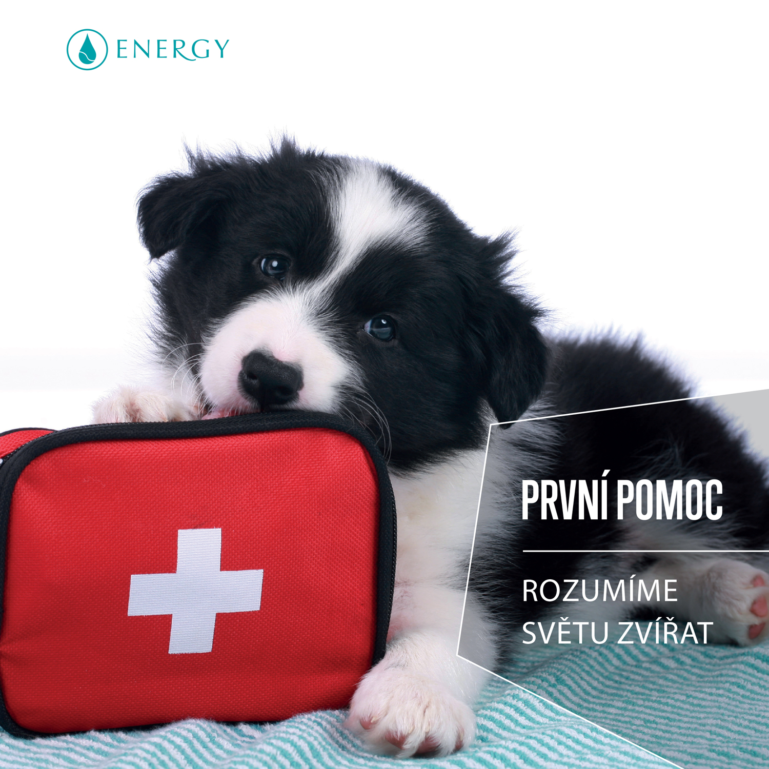 Přírodní lékárnička na výlet i dovolenou se psem: Co přibalit a proč?